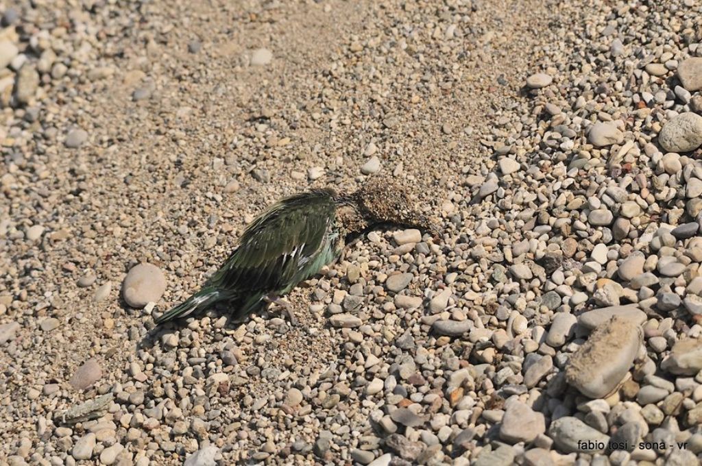 Il caparbio: predazione di biacco (foto-racconto)